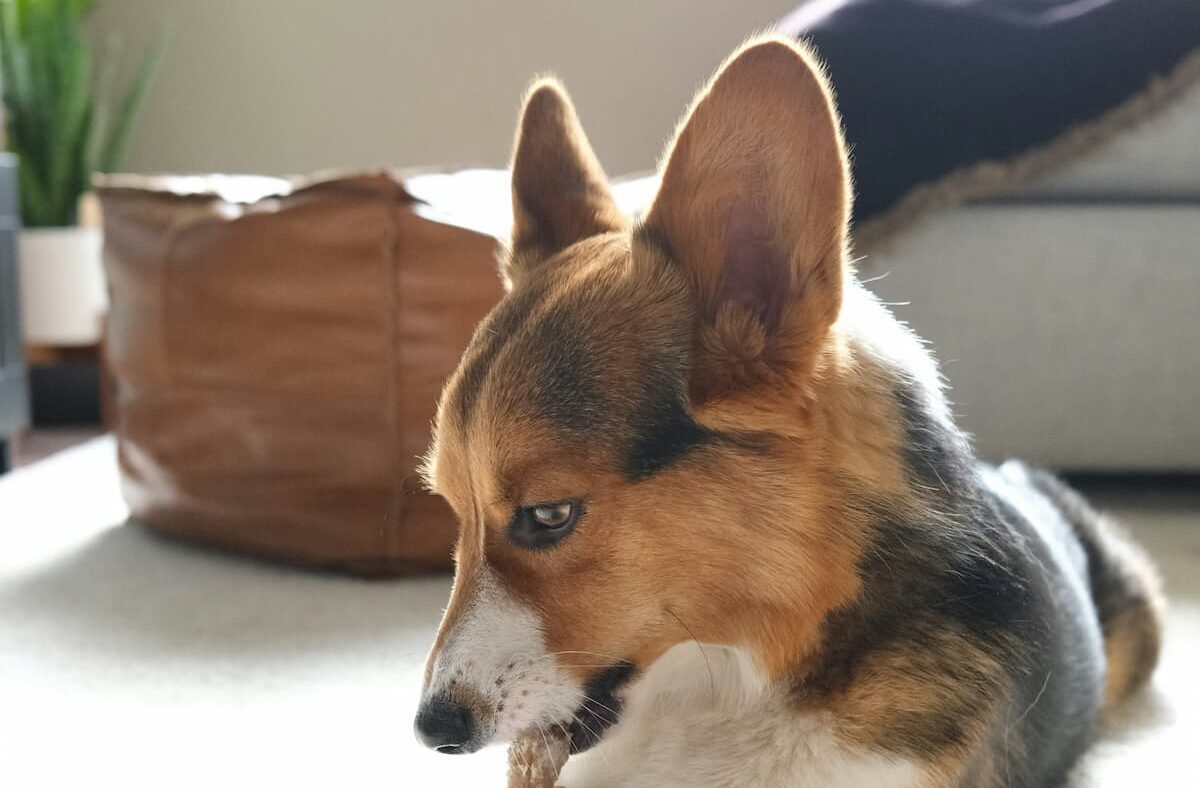 Dog chewing on bone