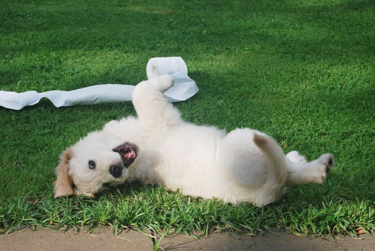 Dog laying down with tissue