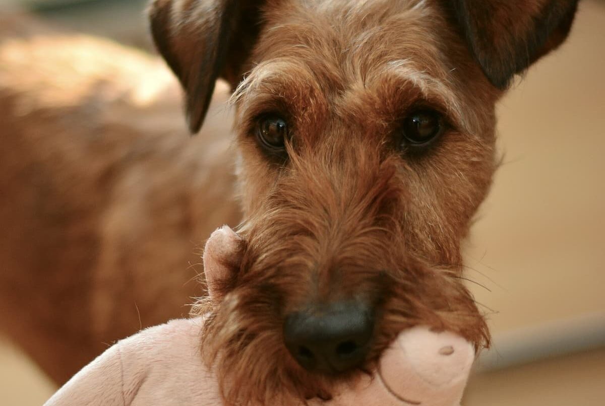 Dog with toy