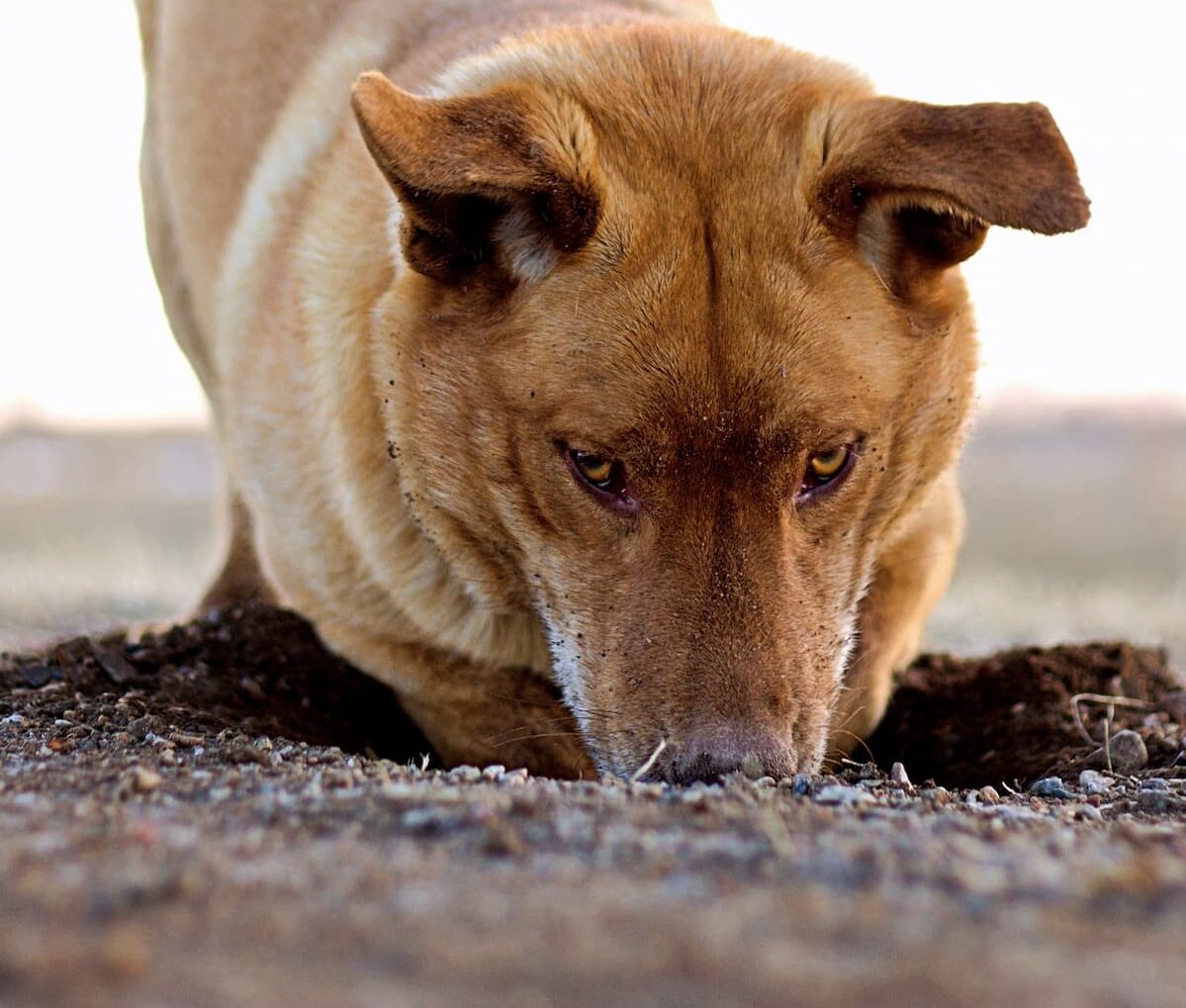 Dog digging in sand