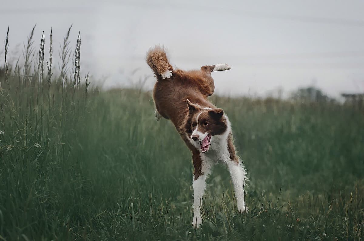 Dog jumping