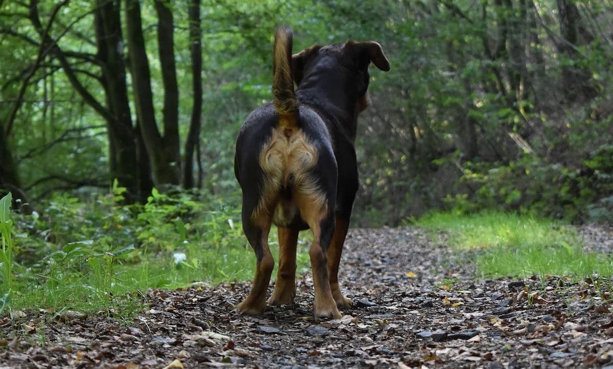 Dog butt