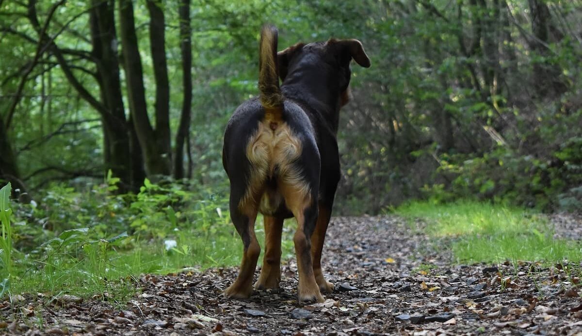 Dog butt