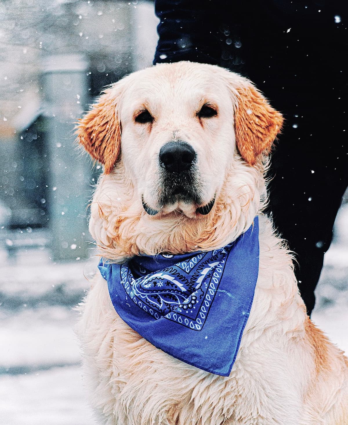 Dog with bandana