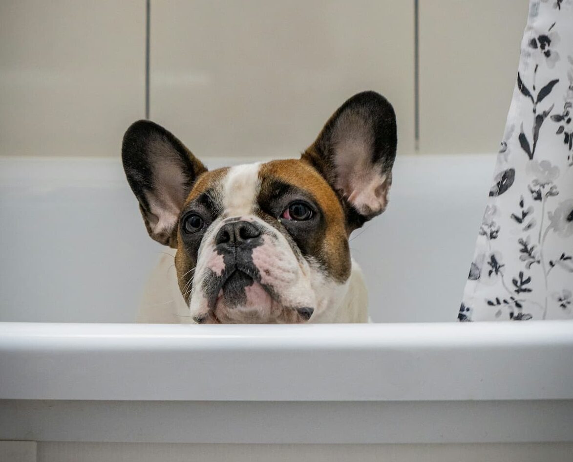 Dog in bathroom