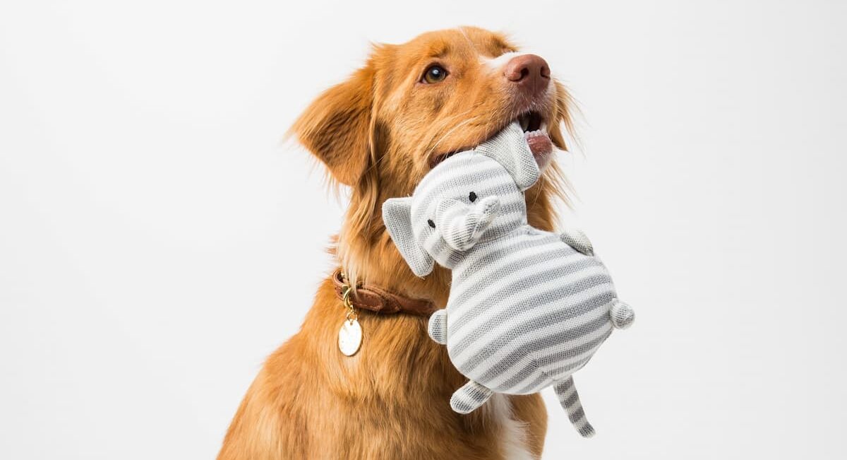 Dog with plush toy in mouth