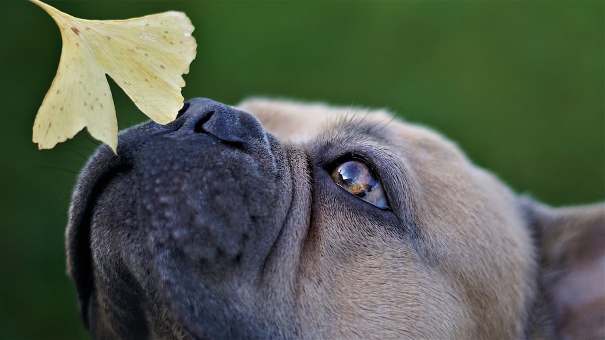 Bulldog smelling gingko