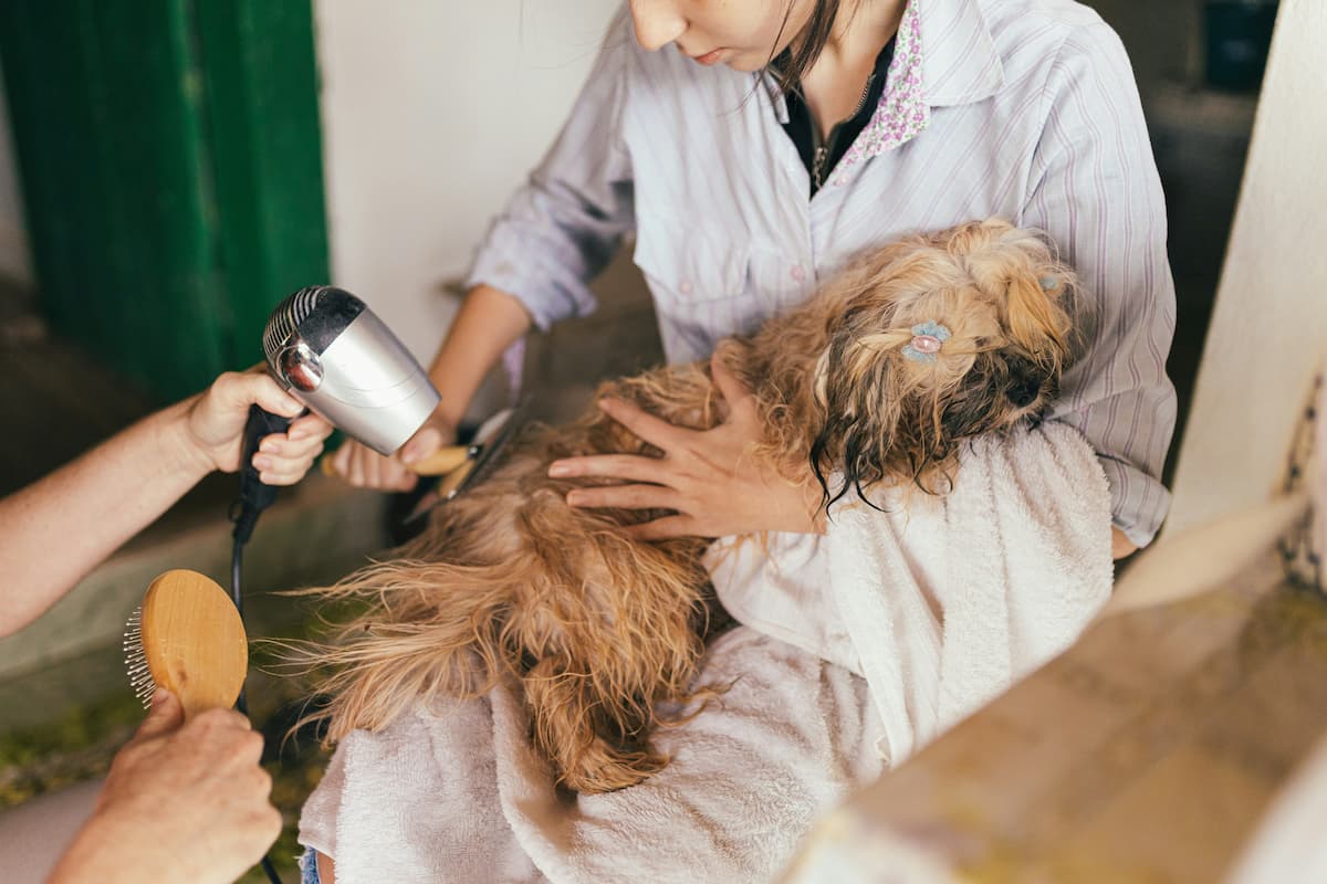 Dog hair dryer