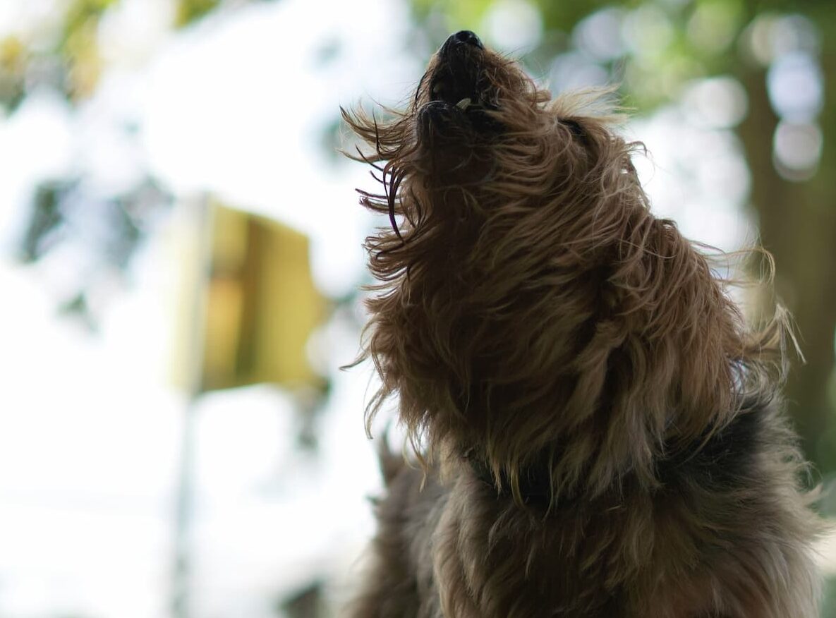 Dog howling