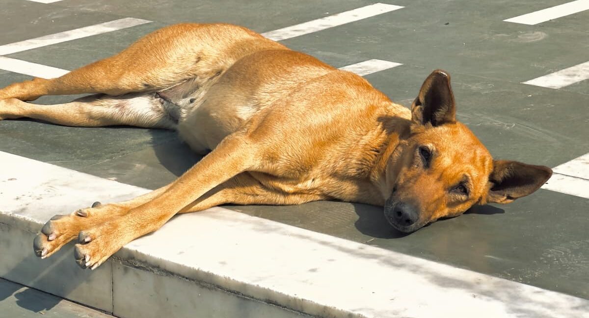 Dog in sun