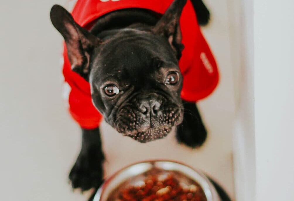 Dog and bowl