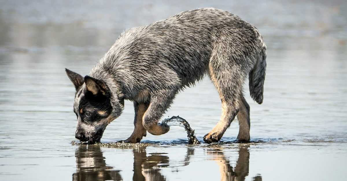 Dog drinking water