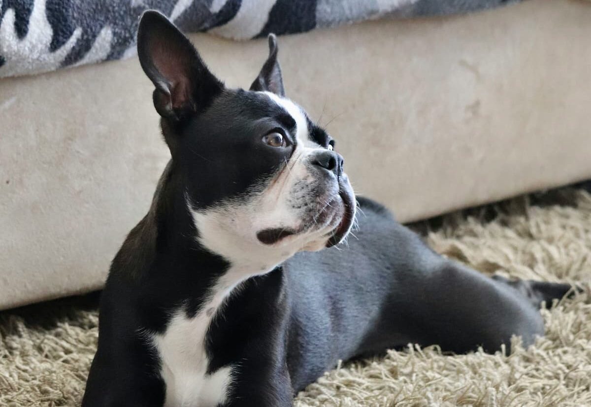 Dog on carpet