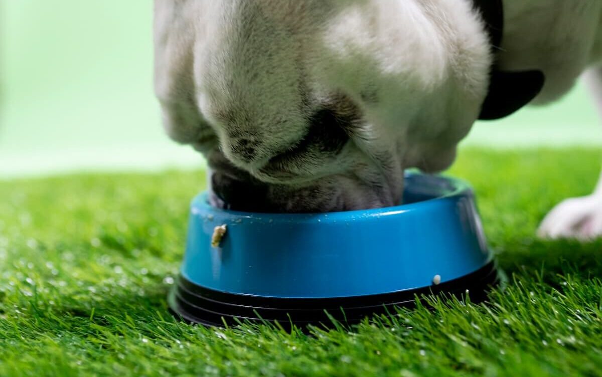 Bulldog eating from bowl