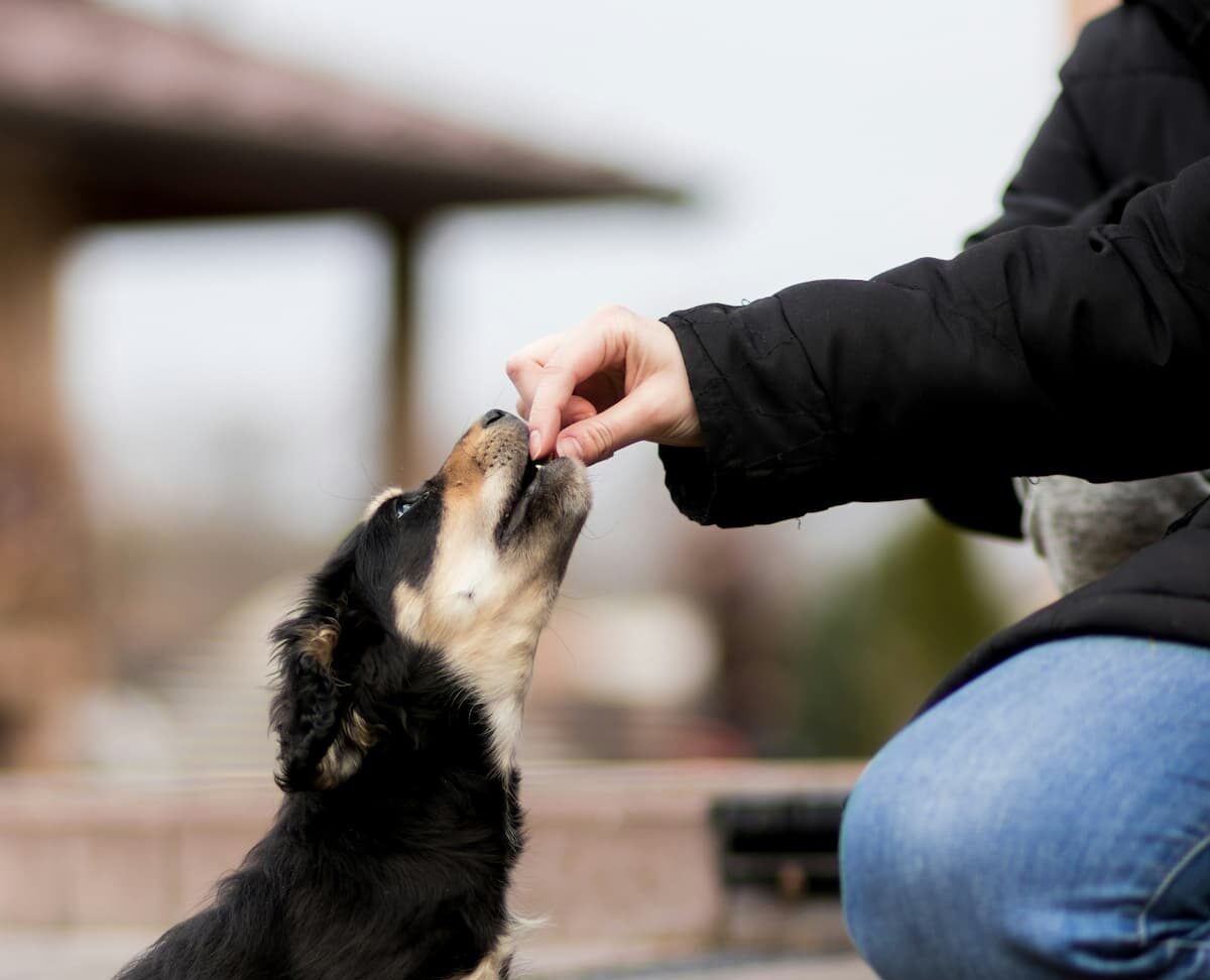 Dog getting treat