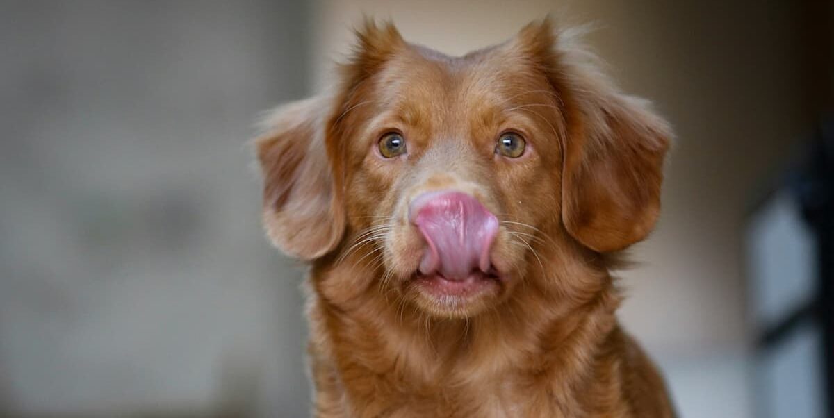 Dog licking nose