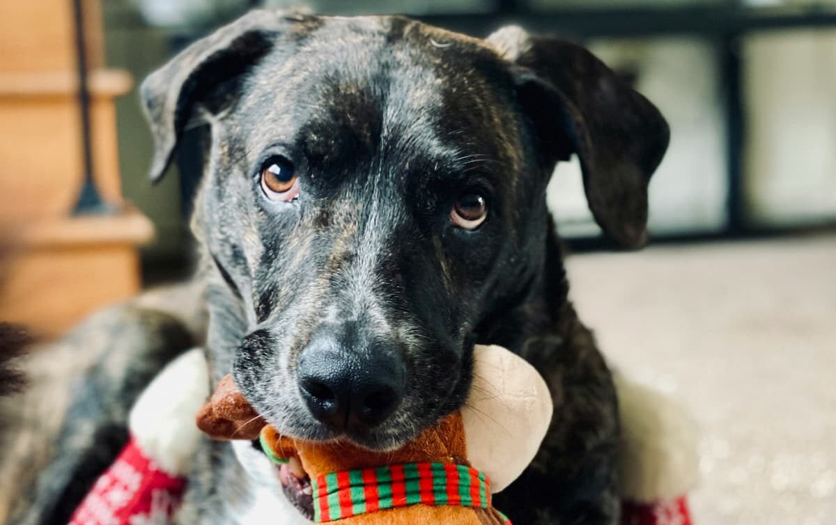 Dog with plush toy in mouth