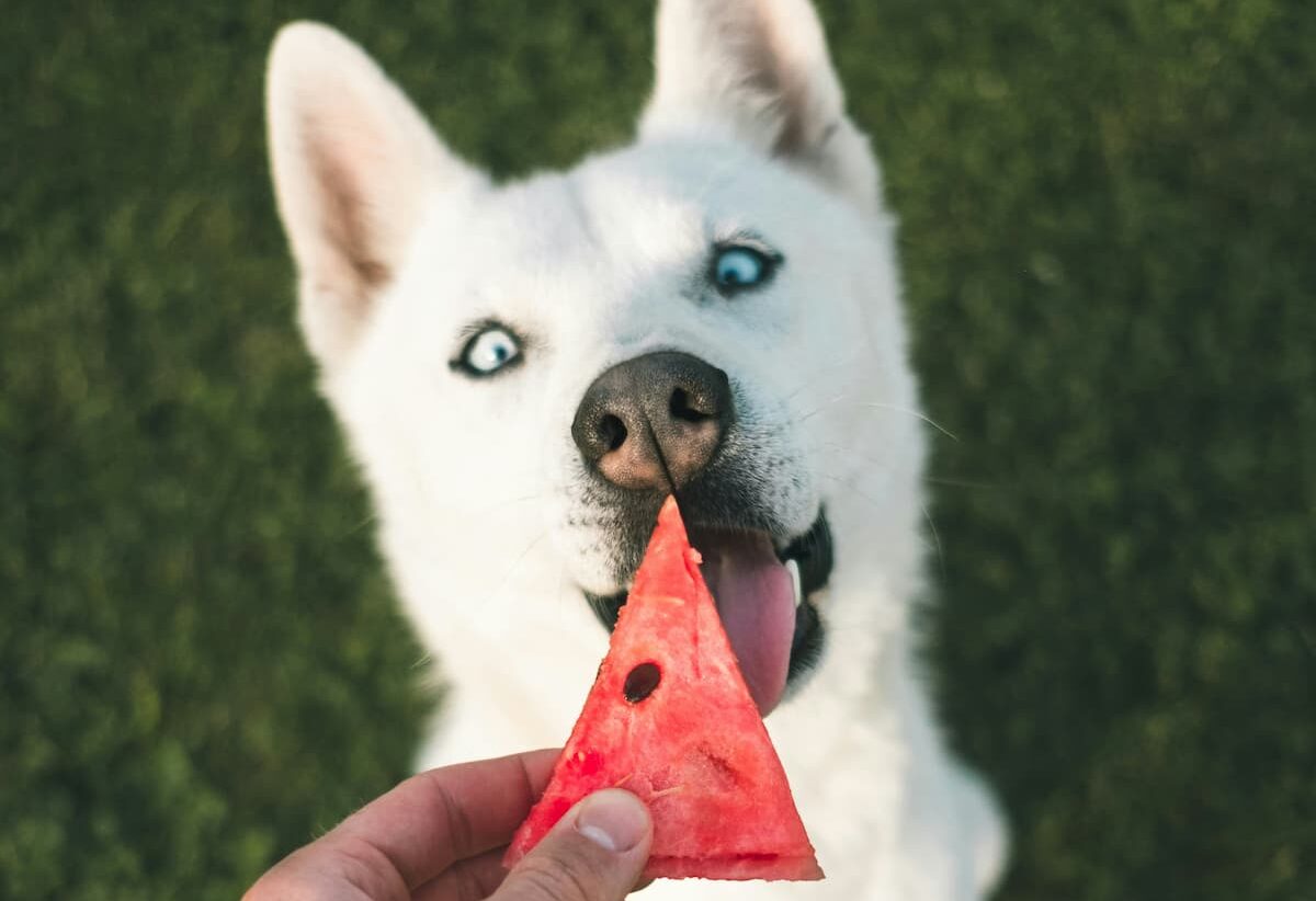 Dog eating watermelon