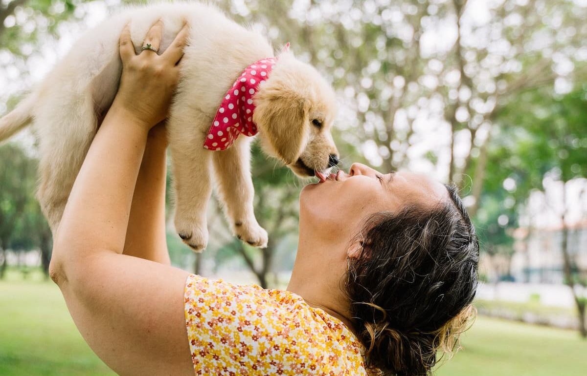 Dog licking owner