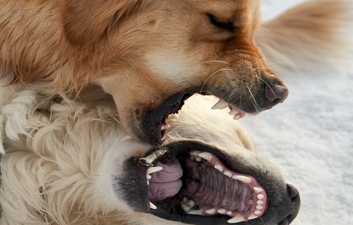 Dogs fighting