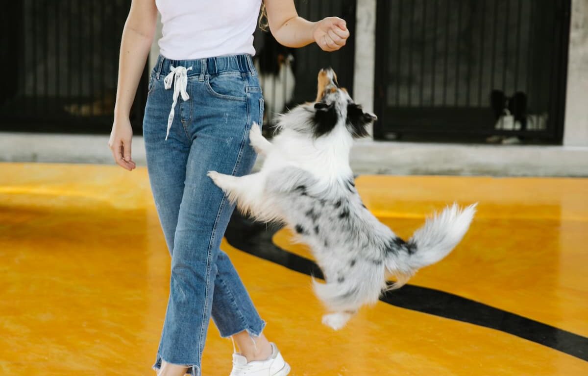 Dog jumping on owner