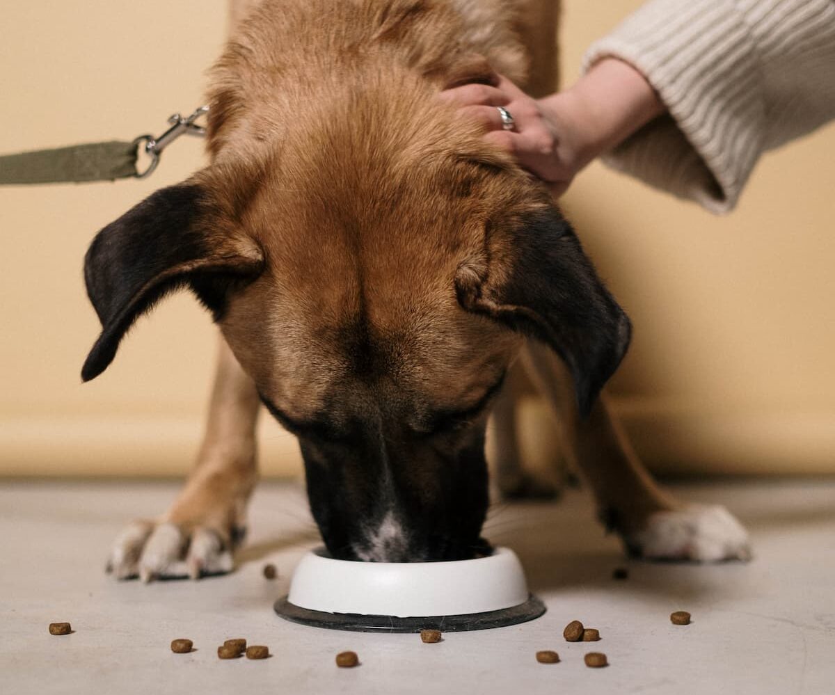 Dog eating kibble dog food