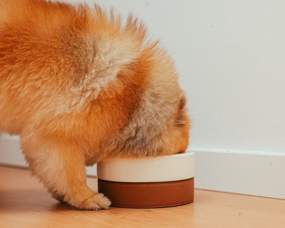 Dog with head in bowl