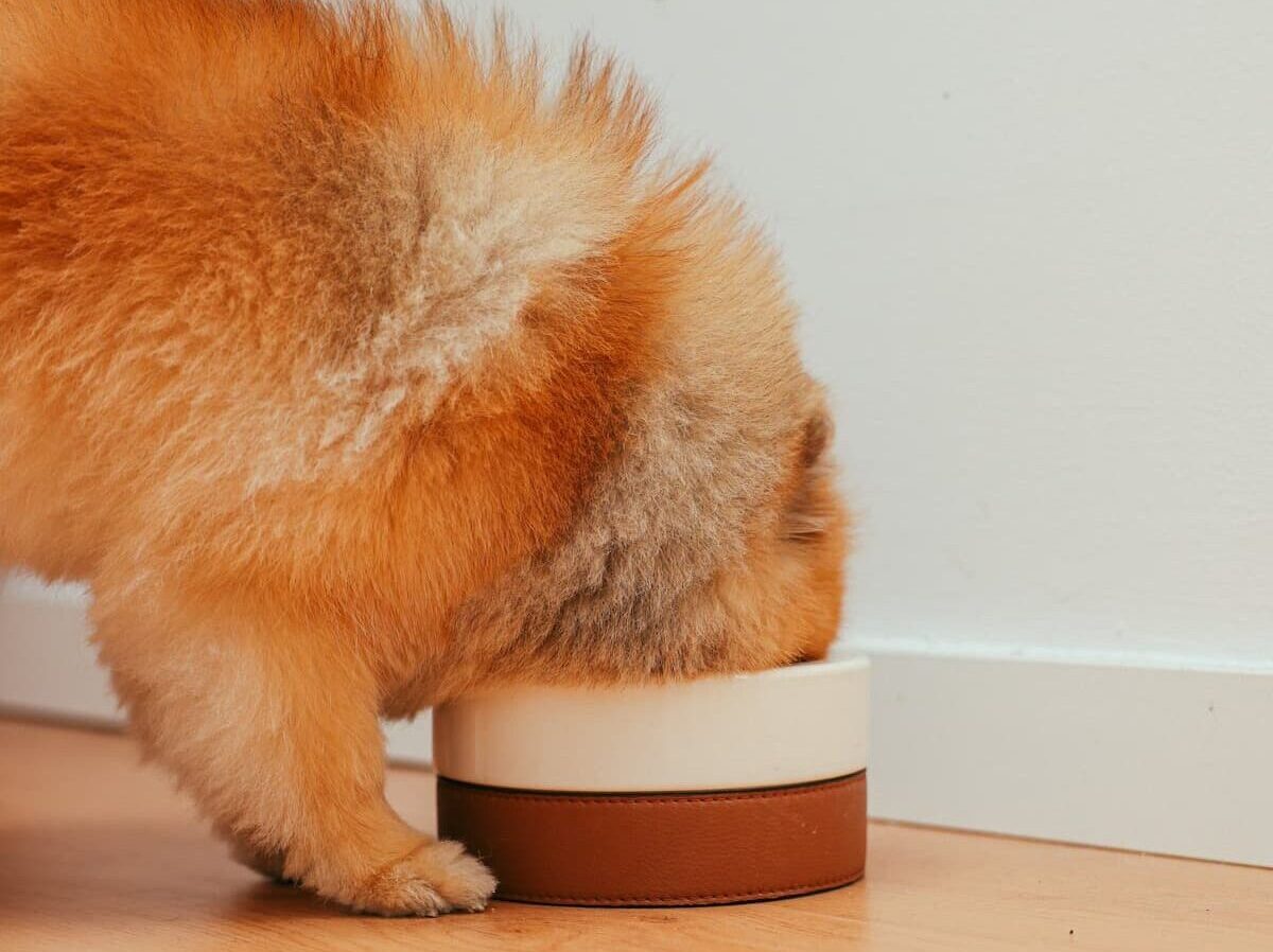 Dog with head in bowl