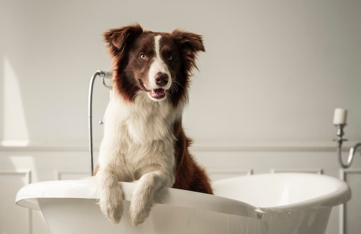 Dog in bathroom