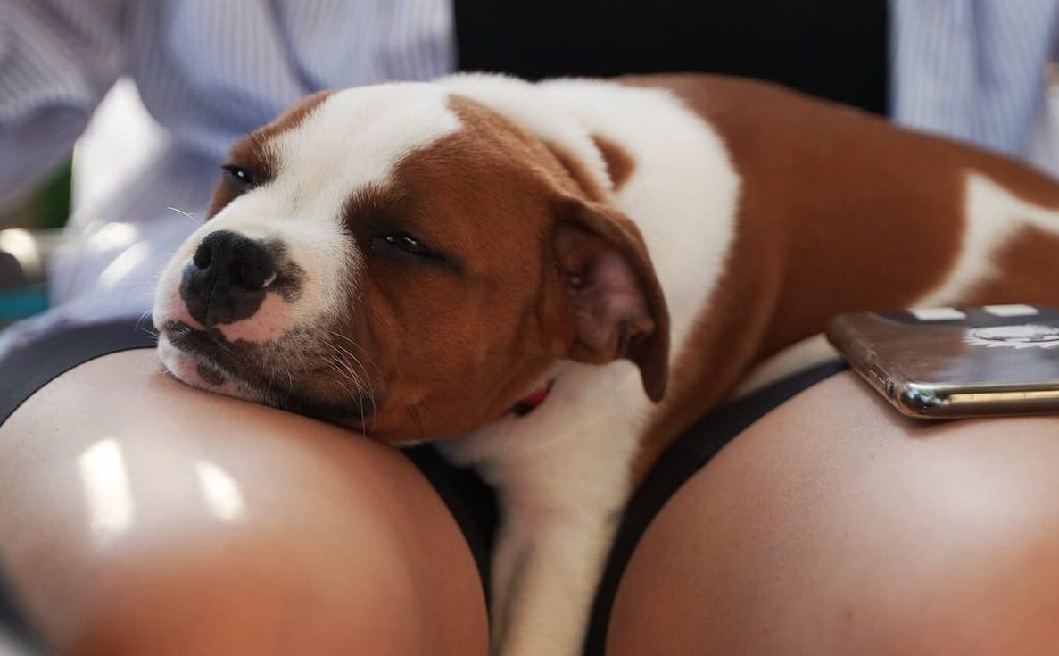 Dog sleeping, Dogs Sleep Inbetween Your Legs