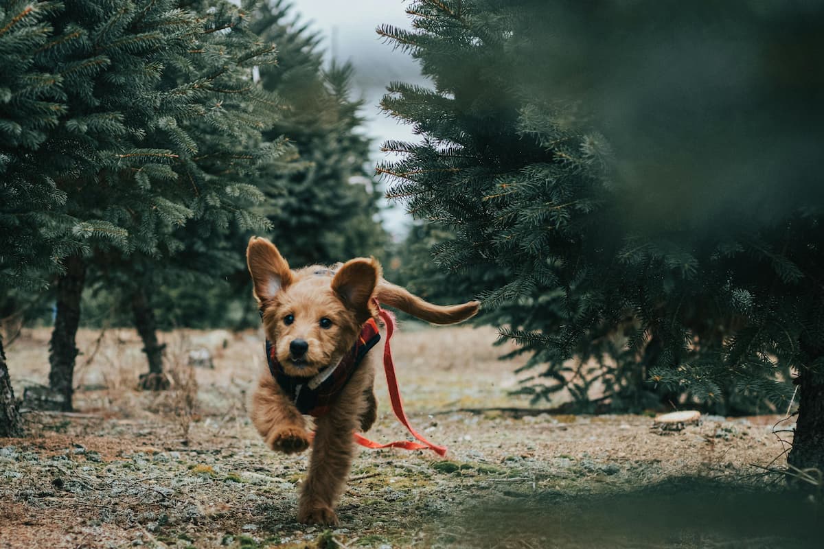 Dog running