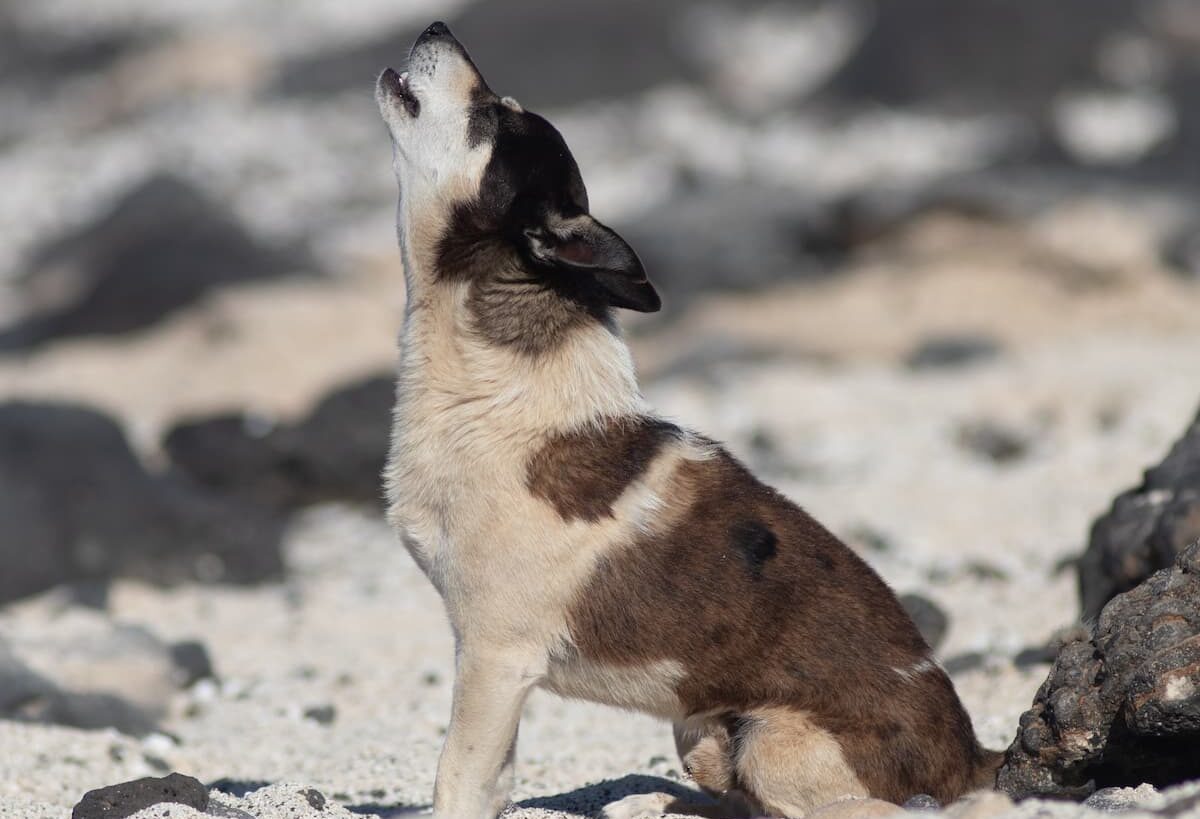 Howling dog