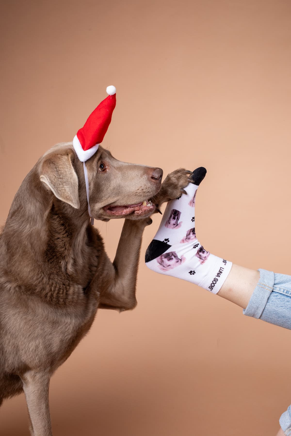 Birthday dog and foot