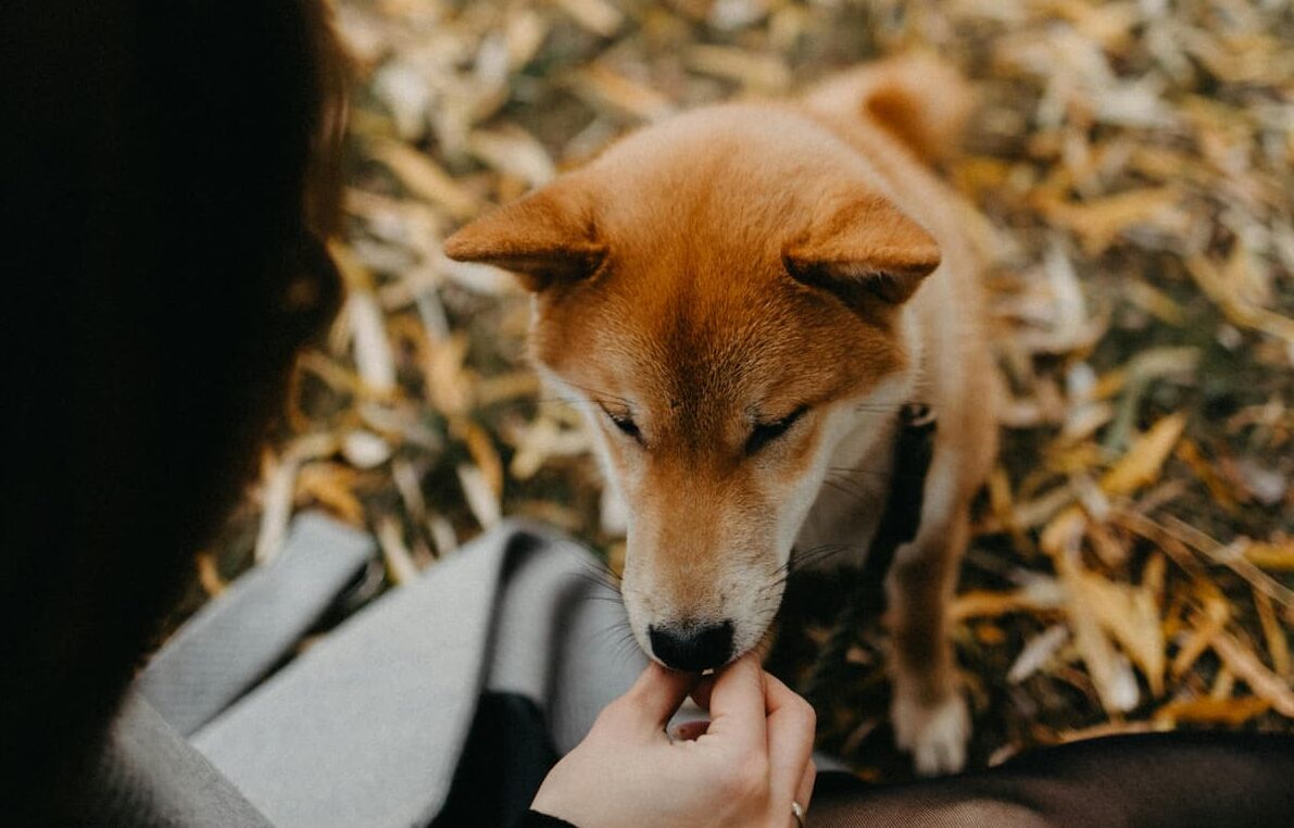 Dog licking owner