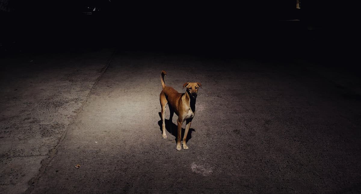 Dog at night