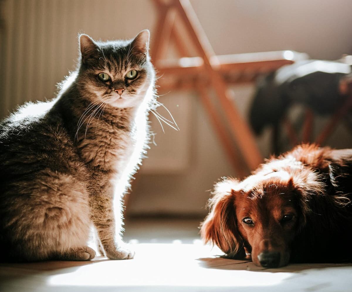 Cat and dog