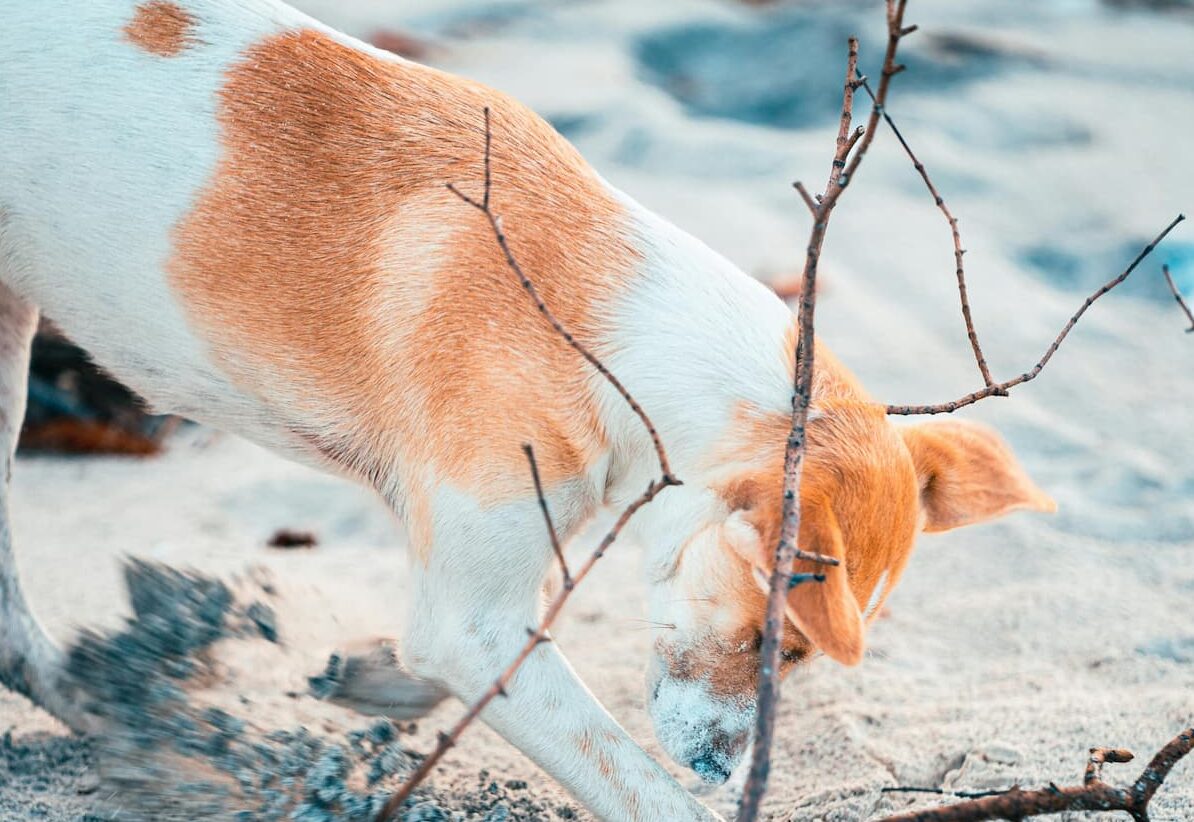 Dog digging in sand