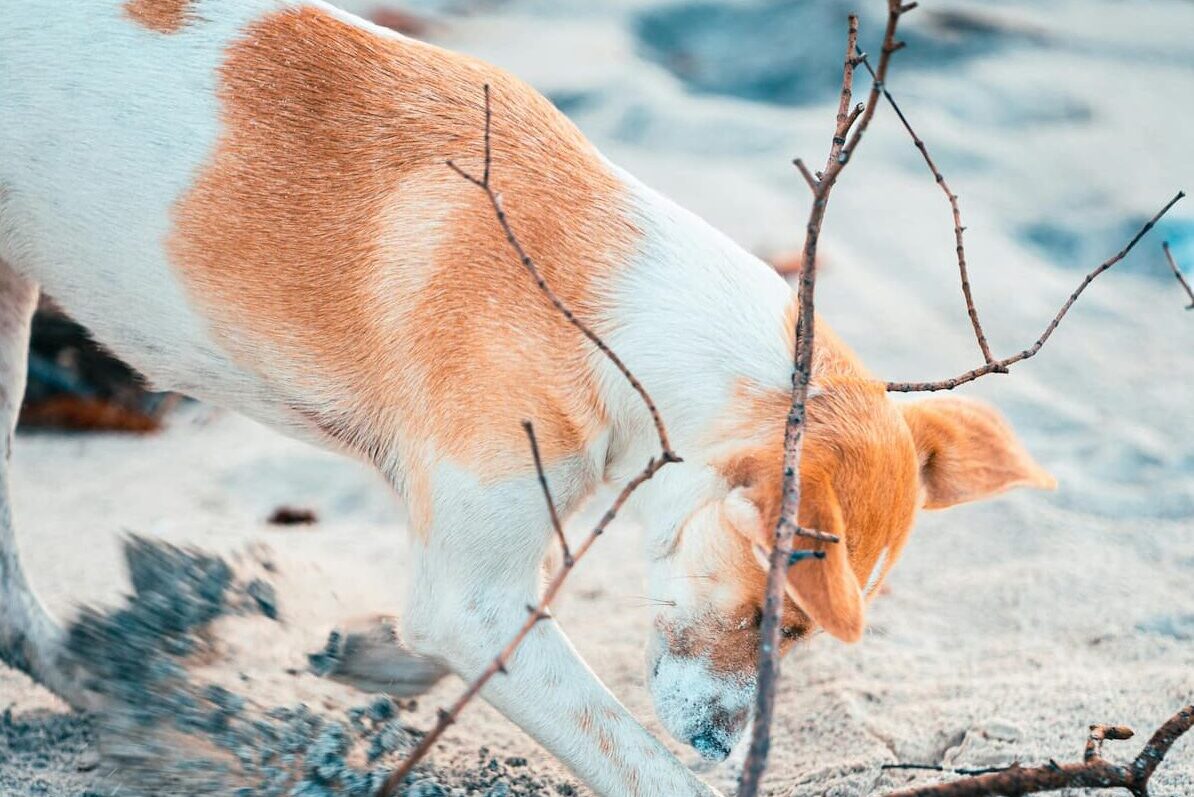 Dog digging in sand