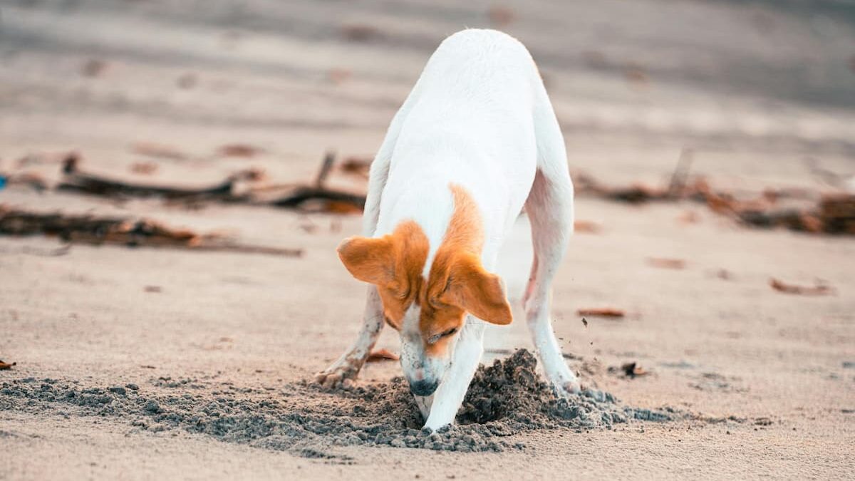 Dog digging in sand