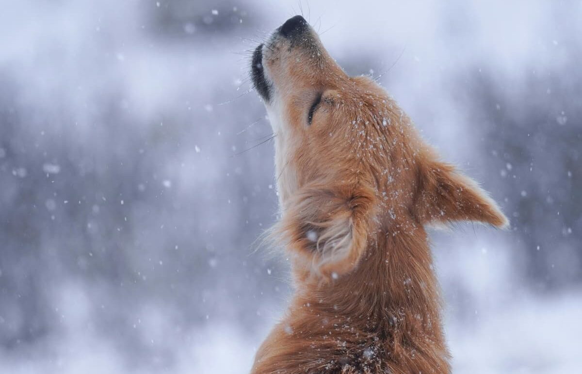 Dog howling