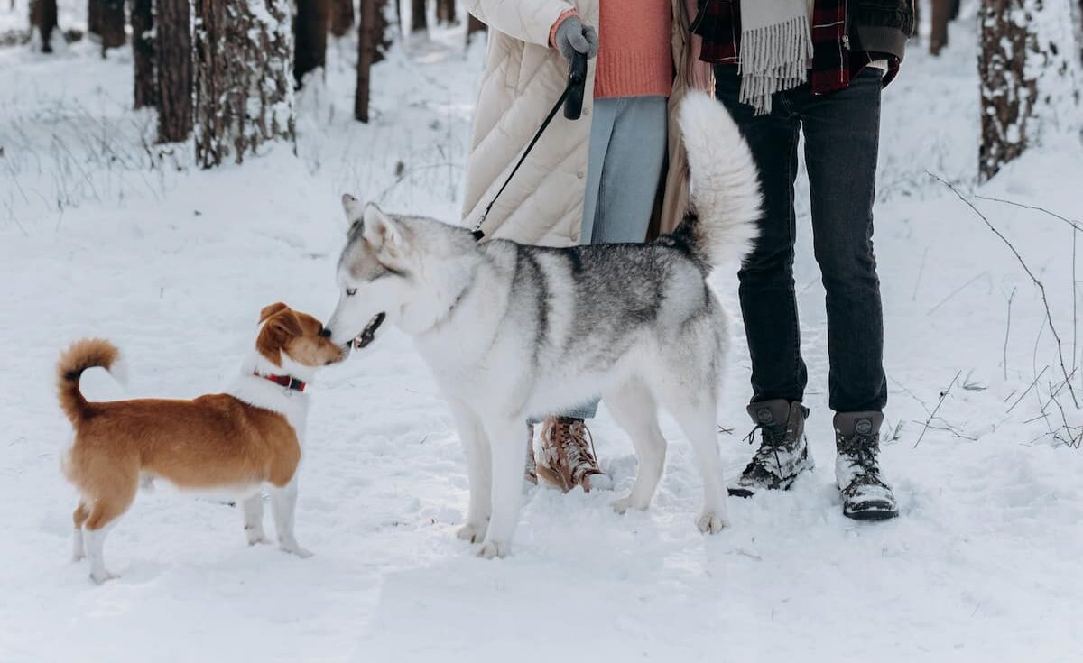 Dog and couple