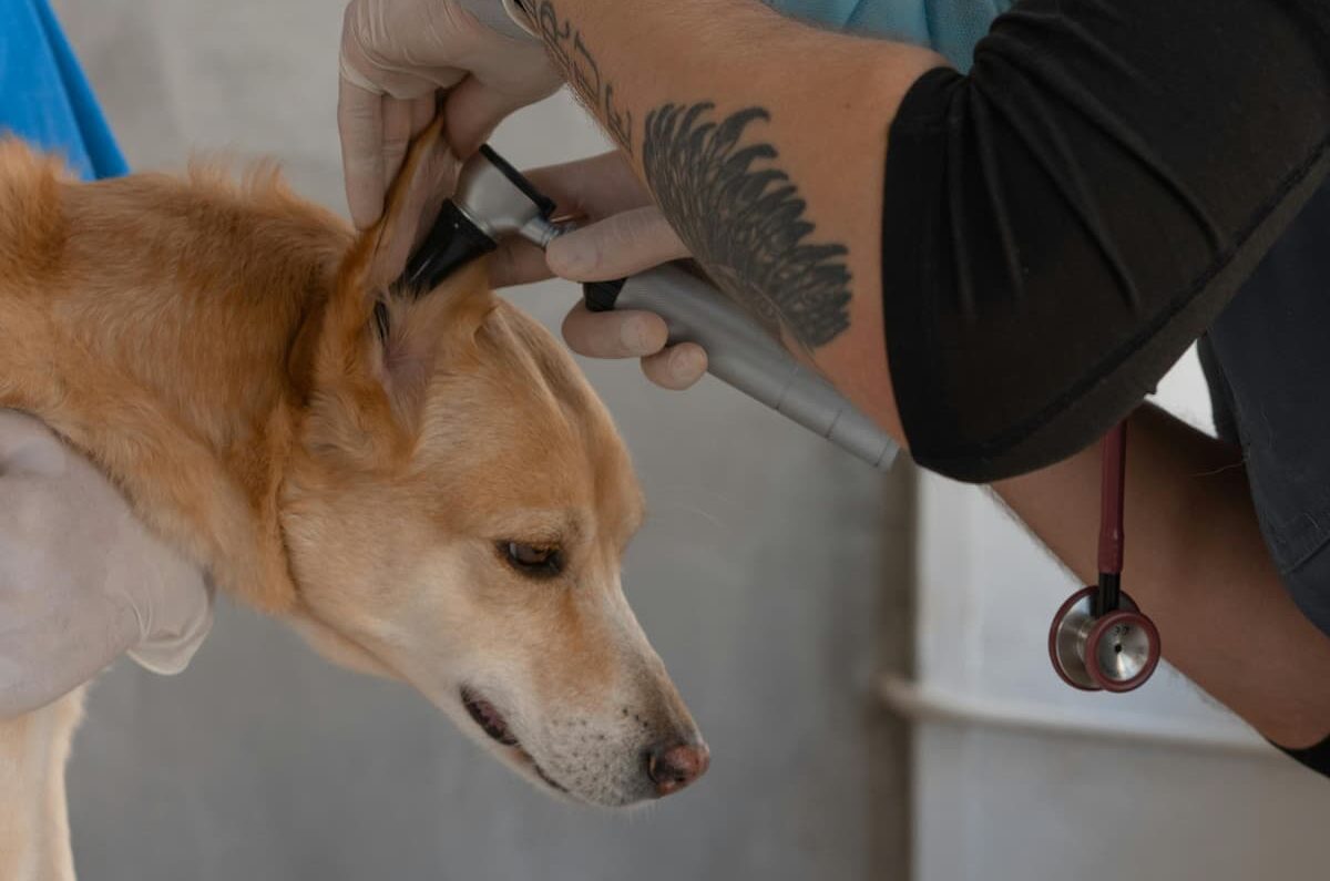 Vet checking dog ear