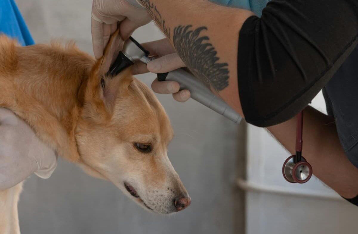 Vet checking dog ear