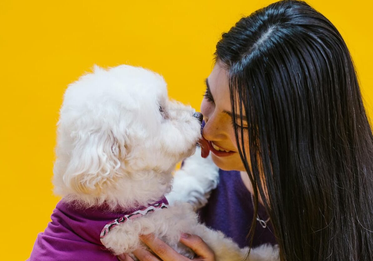 Dog licking owner