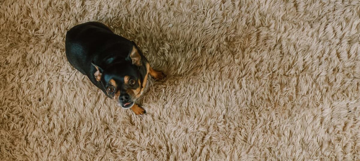 Dog on carpet