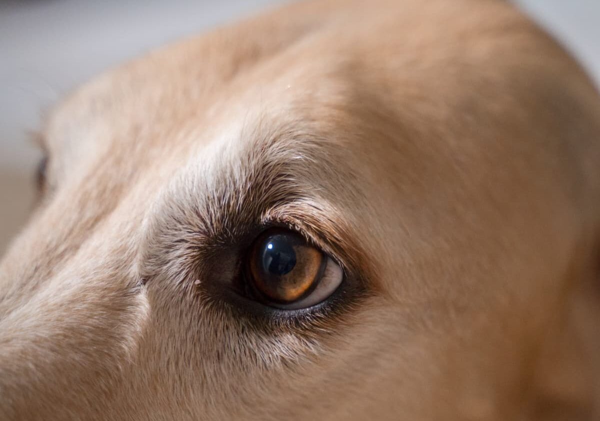 Dog eye