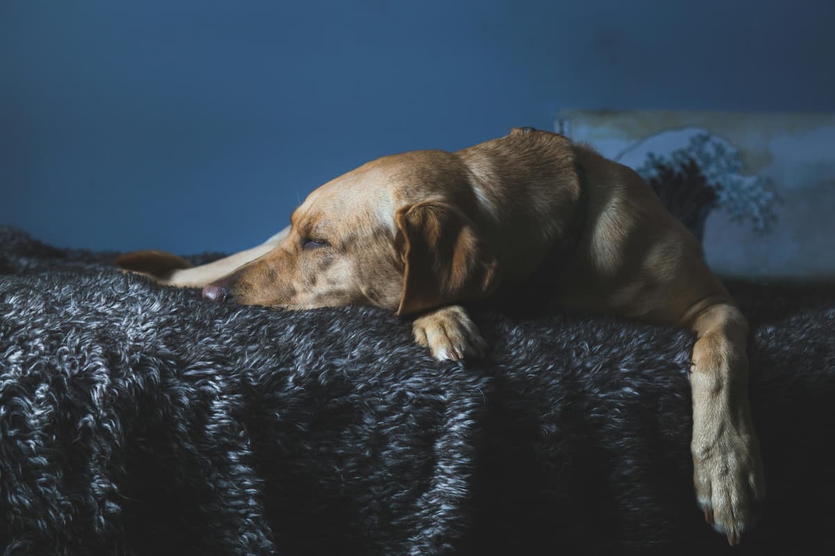 Dog sleeping and hanging off bed