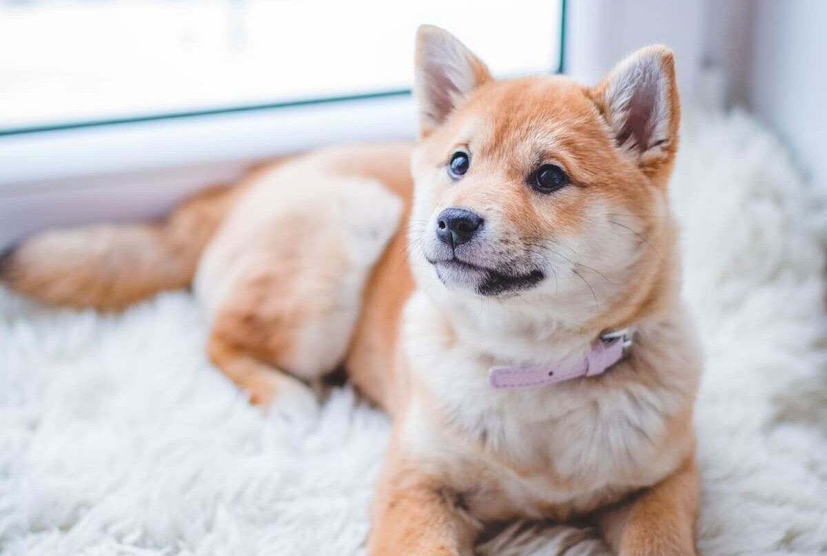 Dog on rug