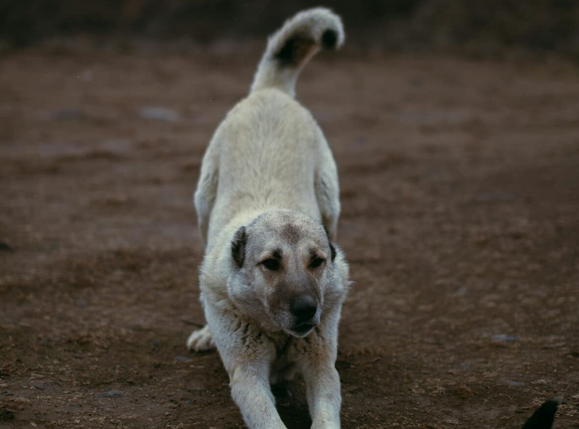 Dog stretching