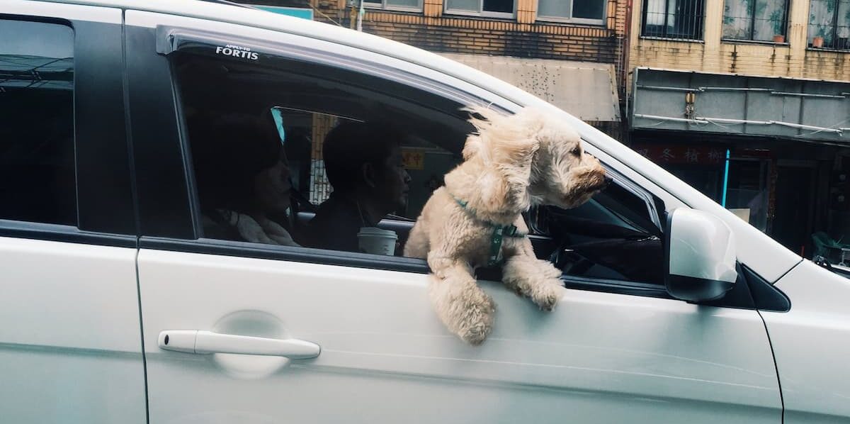 Dog in car